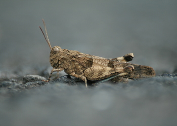 Blauflügelige Ödlandschrecke (Oedipoda caerulescens) - © Emanuel Trummer